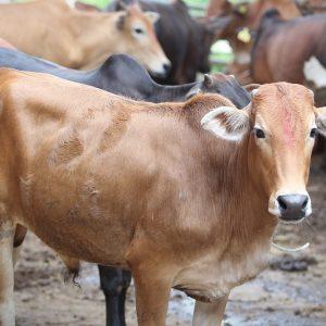 Korban Lembu Malaysia